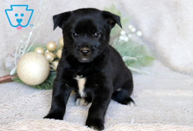 Cash Border Mix2 image