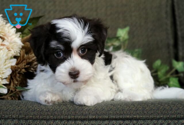 Black and white Havanese puppy lying on a green couch beside flowers, looking up with big expressive eyes and a fluffy coat marked by a white blaze on its head. image