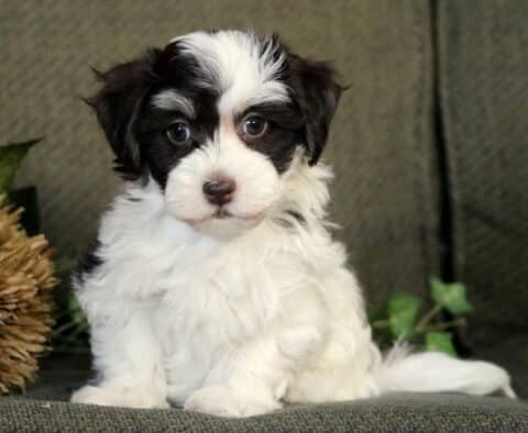 Cassidy Havanese2