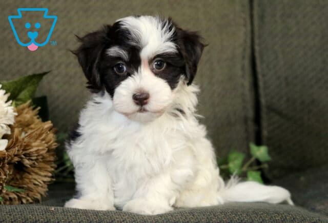 Black and white Havanese puppy sitting on a green couch beside flowers, looking curiously at the camera with a fluffy coat and a white streak across its forehead. image