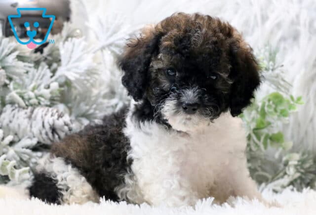 Chai Cavapoo image