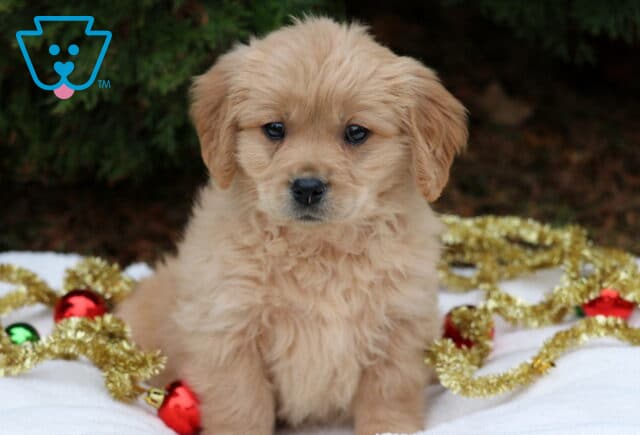 Chance Mini Golden2 image