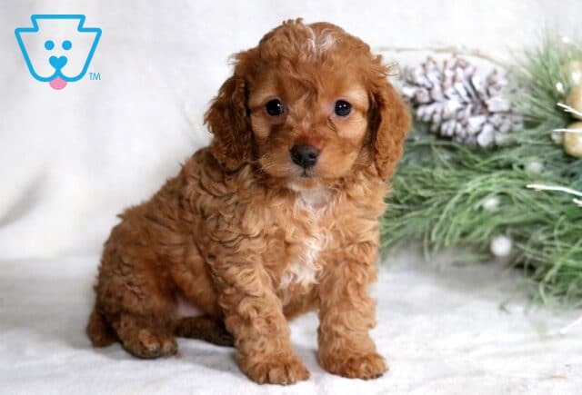 Charlie Cockapoo image