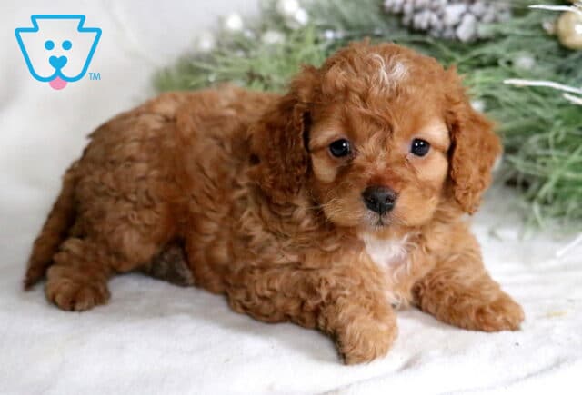 Charlie Cockapoo2 image