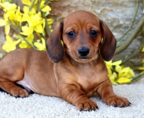 Charlie Mini Dachshund2