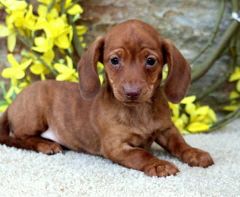 Charm Mini Dachshund2