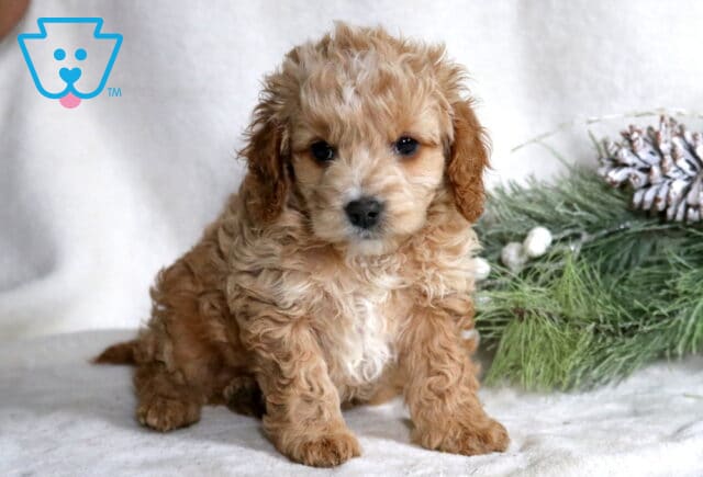 Chase Cockapoo image