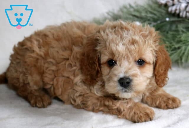 Chase Cockapoo2 image