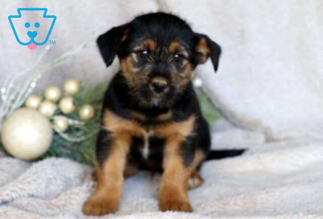 Chaz Border Mix image