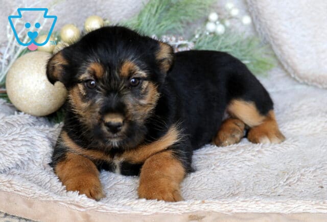 Chaz Border Mix2 image