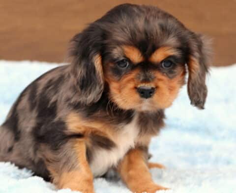 Adorable tricolor Cavalier King Charles Spaniel puppy with a unique merle pattern sitting on a soft light blue blanket, looking forward with gentle dark eyes and floppy ears.