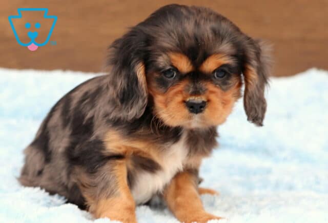 Cheerio Cavalier image