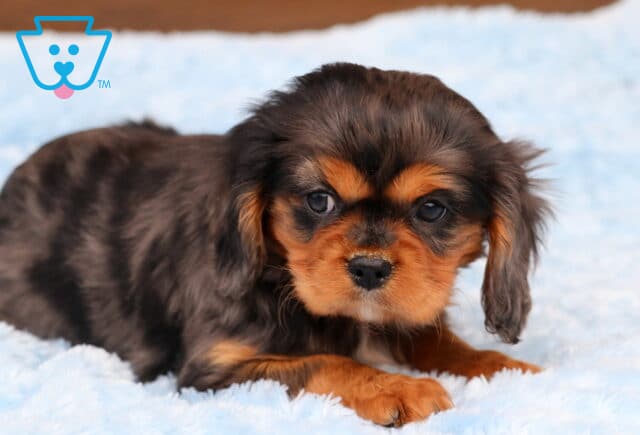 Cheerio Cavalier2 image