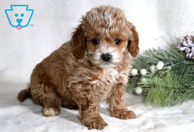 Cheerio Cockapoo image