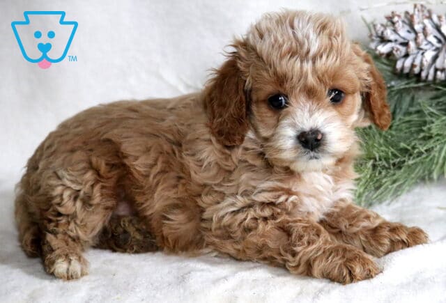 Cheerio Cockapoo2 image