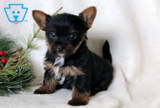 Tiny Yorkie puppy sitting on a soft white blanket with sleek black and tan fur and a small white chest patch, posed beside a festive pine and red berry arrangement. image