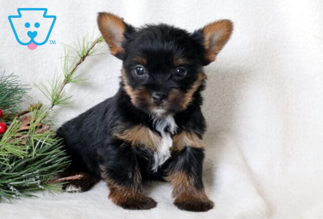 Cute Yorkie puppy with shiny black and tan fur and a white chest patch sitting on a cozy white blanket beside a festive pine and red berry decoration. image