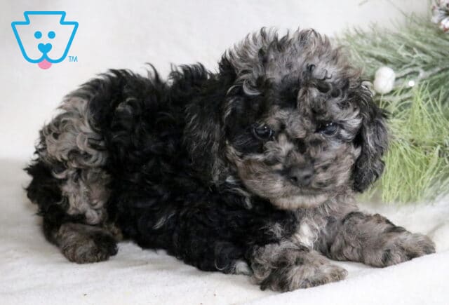 Chex Cockapoo2 image