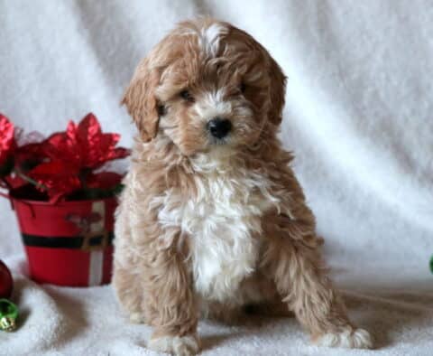 Chex Mini Goldendoodle
