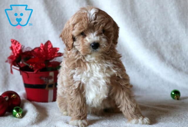 Chex Mini Goldendoodle image