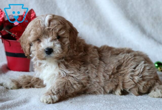 Chex Mini Goldendoodle2 image