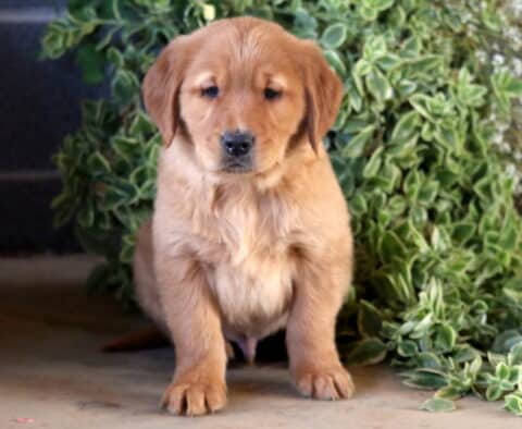 Golden Retriever puppy with a soft reddish-golden coat sitting indoors in front of green leafy plants, looking calm and sweet with floppy ears and a gentle face.