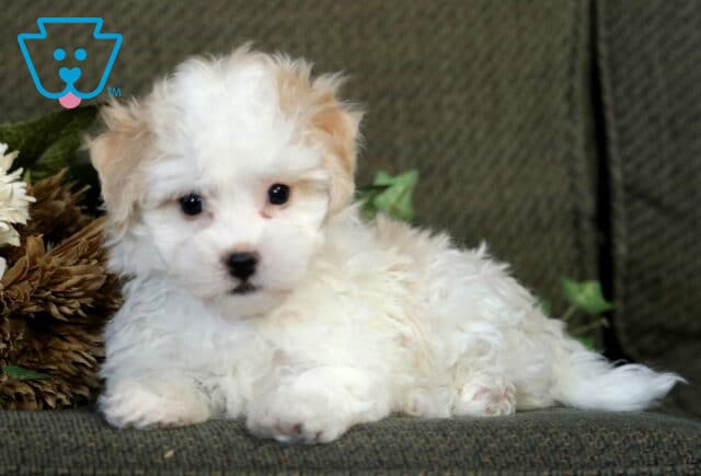 Light cream and white Havanese puppy lying on a green couch with flowers beside it, looking softly at the camera with fluffy fur and round dark eyes. image