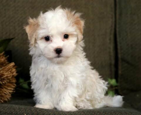 Chico Havanese2