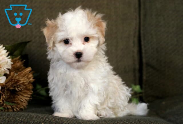 Adorable cream and white Havanese puppy sitting on a green couch beside soft floral décor, gazing at the camera with round black eyes and a fluffy, curly coat. image