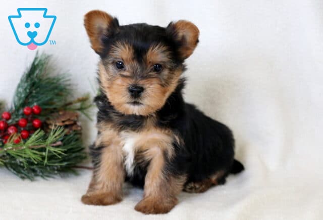 Adorable Yorkie puppy sitting on a soft white blanket with black and tan fur, posing beside a festive winter arrangement of pine, berries, and pinecones. image