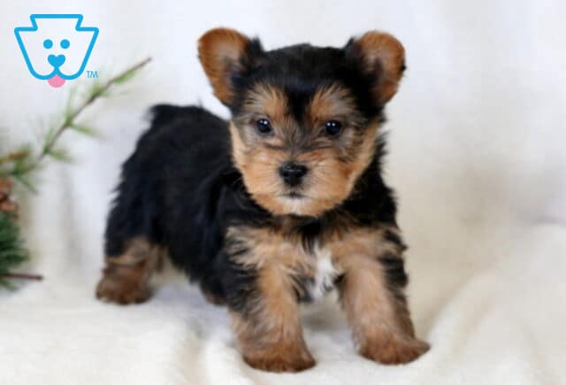 Playful Yorkie puppy standing on a soft white blanket with fluffy black and tan fur, looking directly at the camera beside a small evergreen Christmas arrangement. image