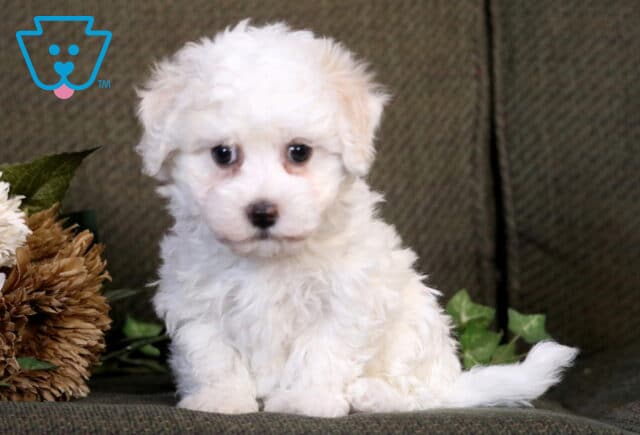 Cream-colored Havanese puppy sitting upright on a green couch beside soft floral décor, looking sweetly at the camera with a fluffy coat and dark round eyes. image