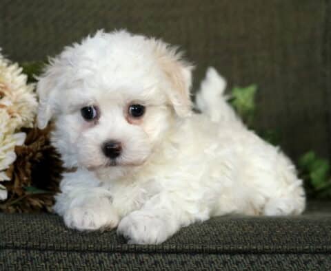 Adorable cream-colored Havanese puppy lying on a green couch with flowers beside it, gazing up with big dark eyes and a soft, curly coat.