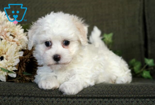 Adorable cream-colored Havanese puppy lying on a green couch with flowers beside it, gazing up with big dark eyes and a soft, curly coat. image