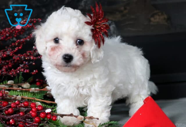 Chili Bichpoo2 image