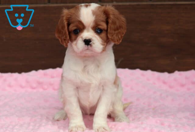 Chili Cavalier image