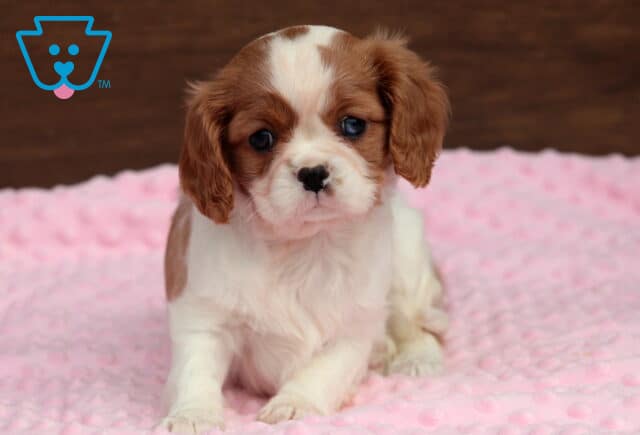 Chili Cavalier2 image