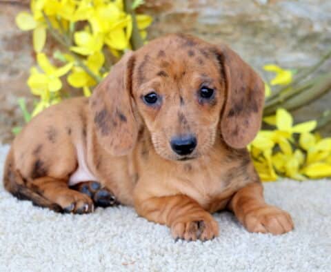 Chili Mini Dachshund2