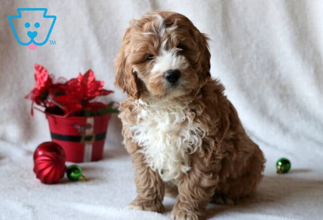 Chip Mini Goldendoodle image