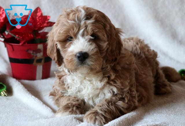 Chip Mini Goldendoodle2 image