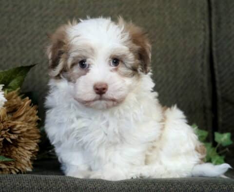Fluffy cream and tan Havanese puppy sitting on a green couch beside a bunch of dried and white flowers, looking curiously at the camera with soft, expressive eyes.