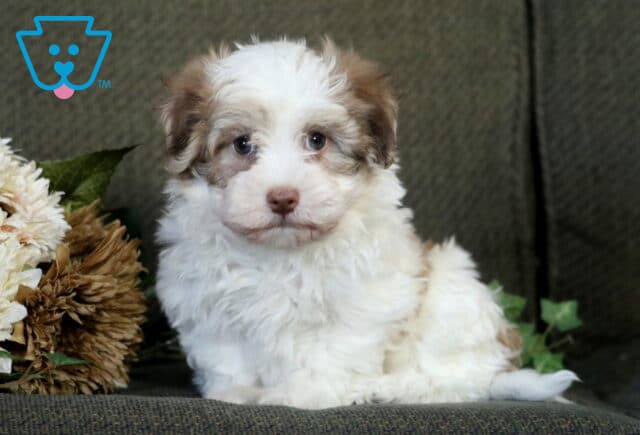 Fluffy cream and tan Havanese puppy sitting on a green couch beside a bunch of dried and white flowers, looking curiously at the camera with soft, expressive eyes. image