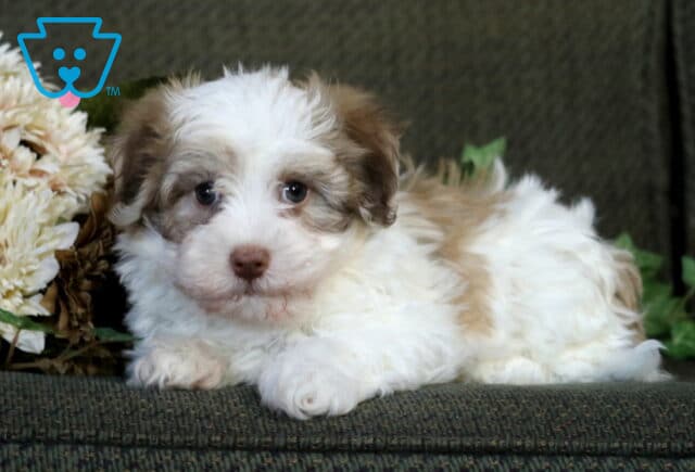 Cream and tan Havanese puppy lying on a green couch beside a bouquet of flowers, gazing sweetly at the camera with a soft, fluffy coat and gentle brown eyes. image
