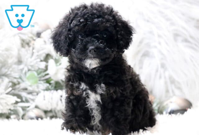 Black Cavapoo puppy with a curly coat and a white patch on its chest sitting on a fluffy white surface, looking at the camera with frosted winter greenery in the background. image