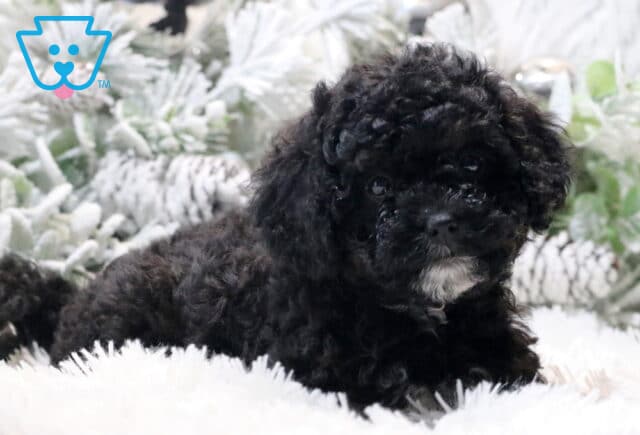 Black Cavapoo puppy with tight curly fur lying on a fluffy white rug, looking sweetly at the camera with a small white patch on its chin, surrounded by frosted winter greenery in the background. image
