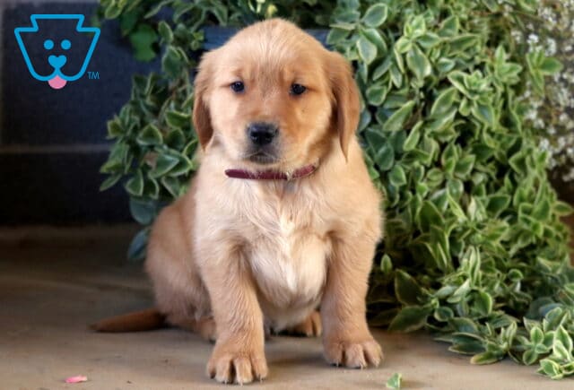 Chmpion Golden image