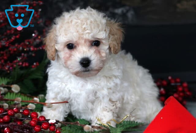 Chops Bichpoo2 image