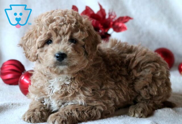 Chops Mini Goldendoodle image