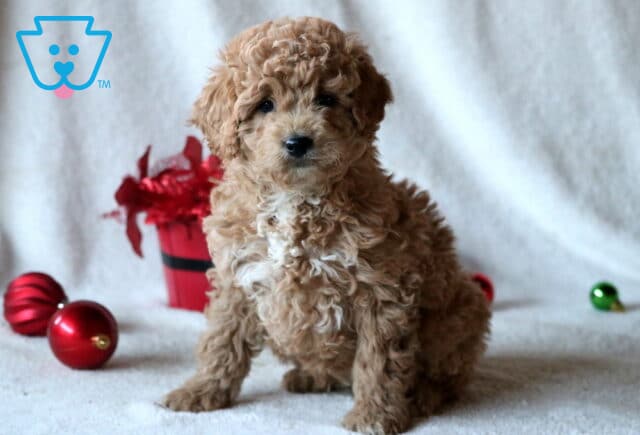 Chops Mini Goldendoodle2 image