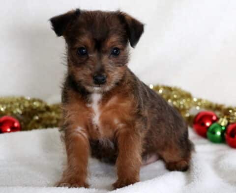 Christmas Jackapoo
